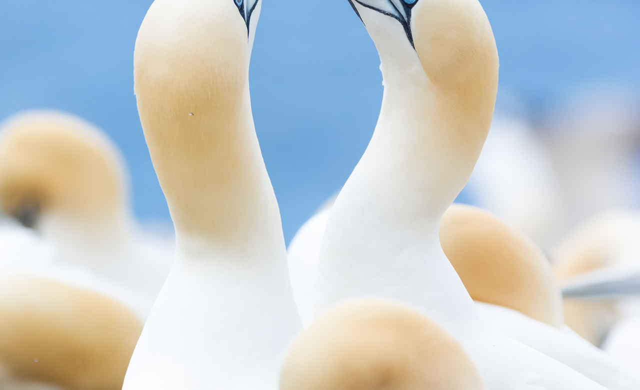 Mating Rituals