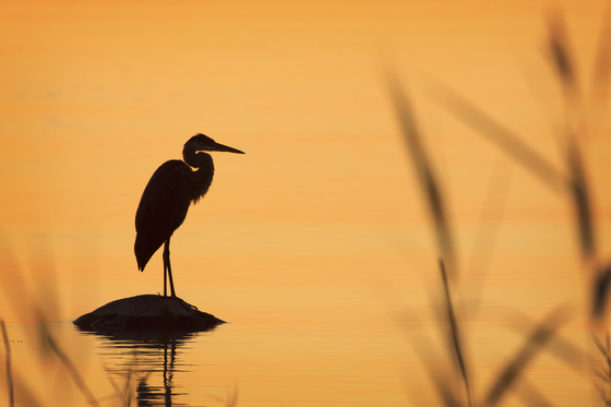 heron silhouette