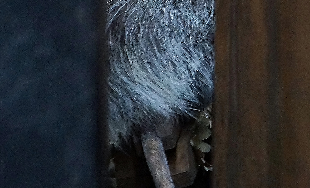 Opossum Hiding