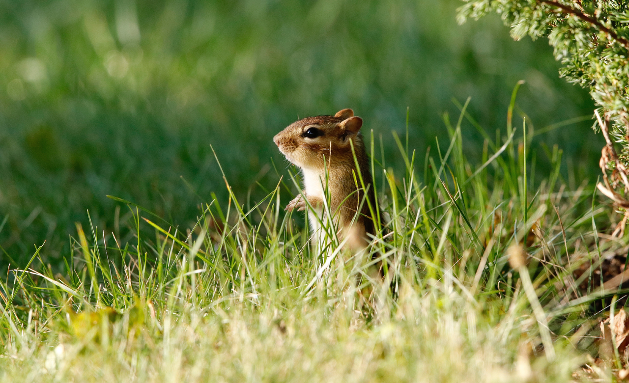 Eastern Chipmunk
