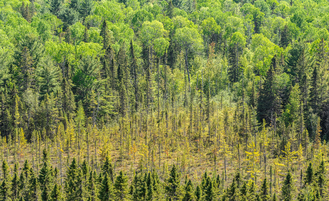 The greens of Algonquin Park