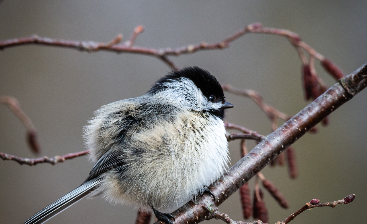 A Fluffy Chickadee