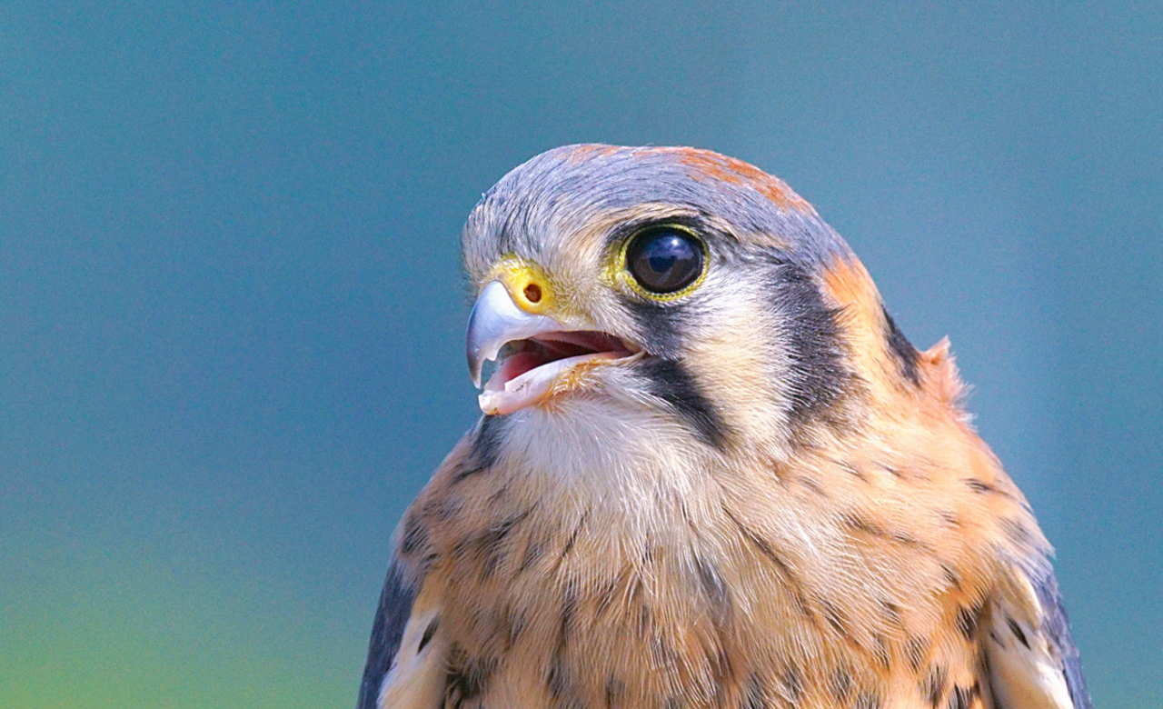 kestrel portrait
