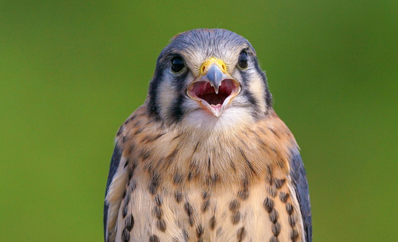 Kestrel portrait