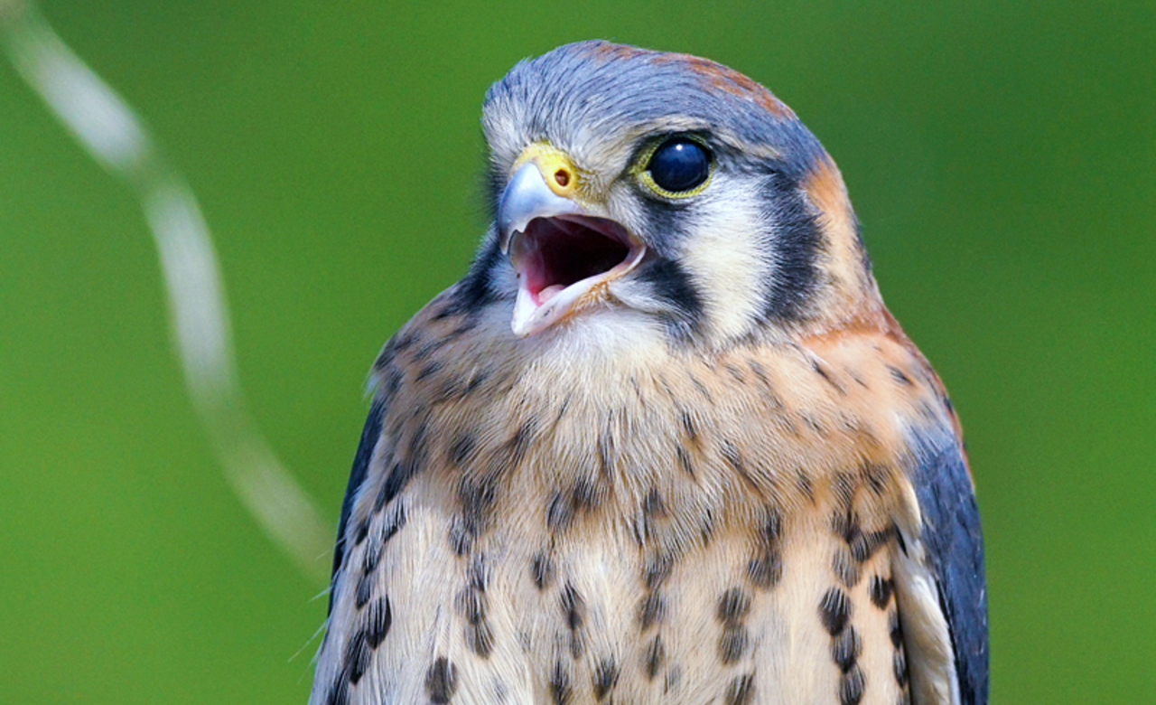 kestrel portrait