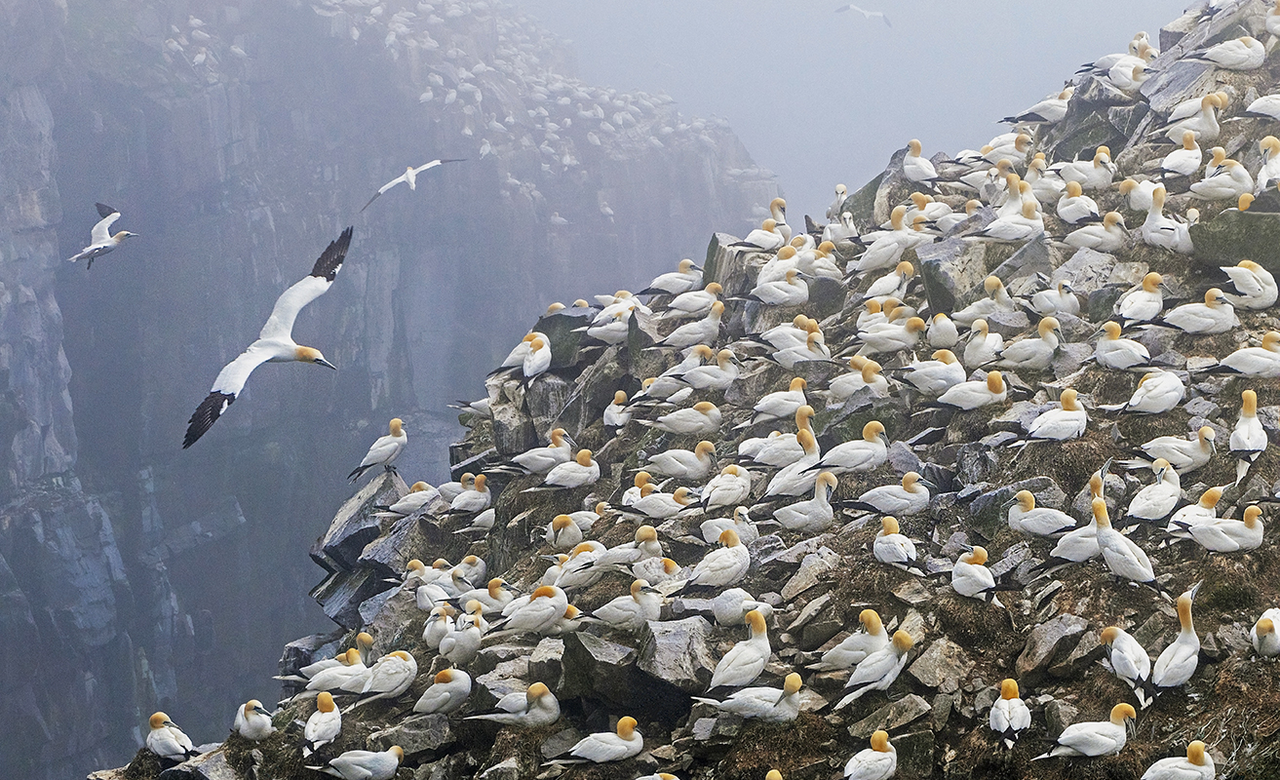 Gannets