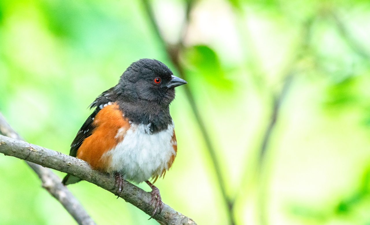 SPOTTED TOWHEE