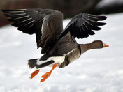 Greater White Fronted Goose