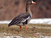 Greater White Fronted Goose