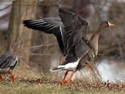 Greater White Fronted Goose