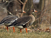 Greater White Fronted Goose
