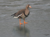Greater White Fronted Goose