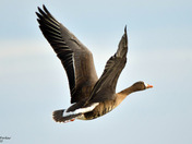 Greater White Fronted Goose