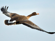 Greater White Fronted Goose