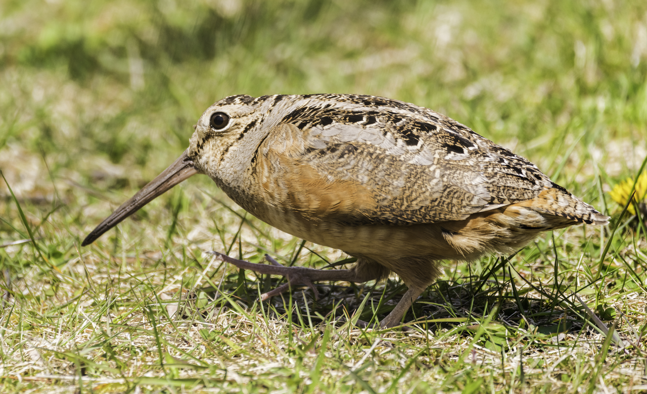 American Woodcock