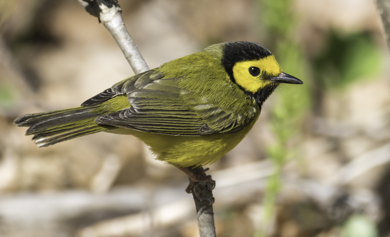 Hooded Warbler