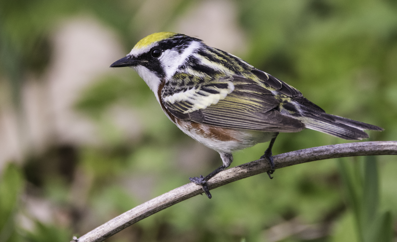 Chestnut-Sided Warbler