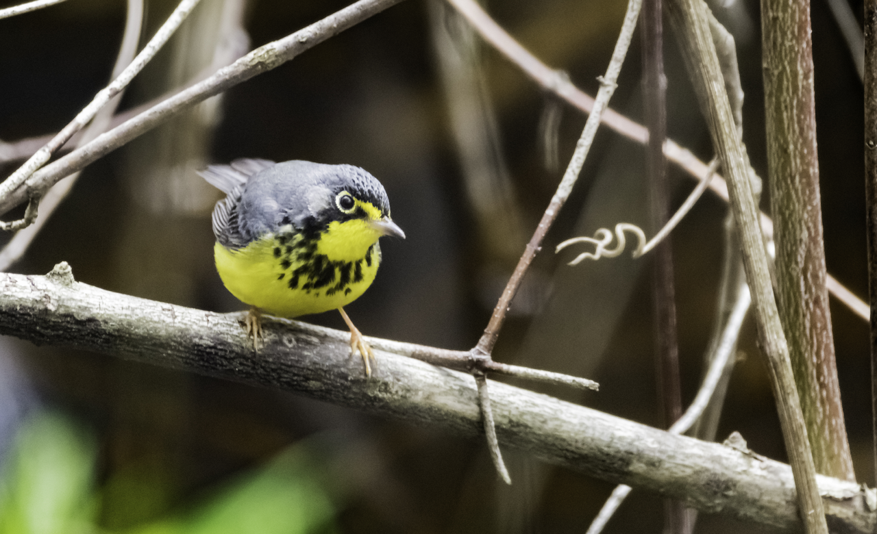 Canada Warbler