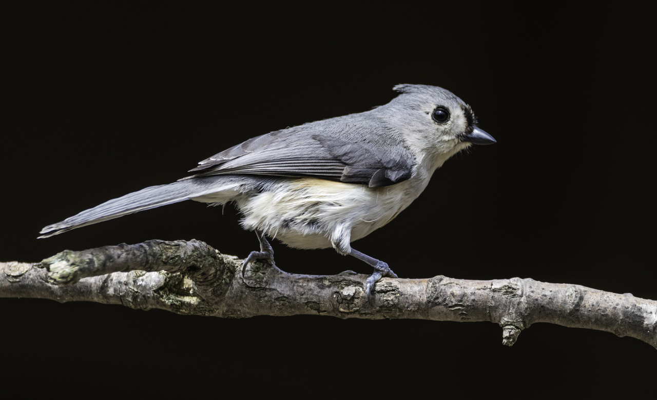 Tufted Titmouse