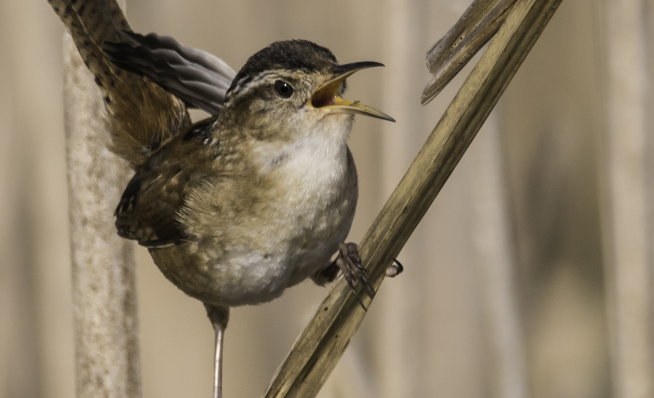 Marsh Wren