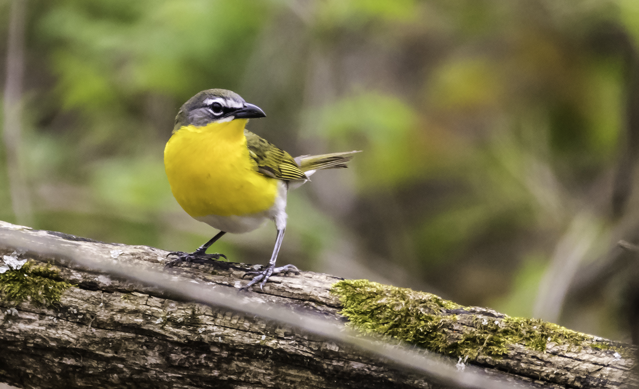 Yellow-Breasted Chat