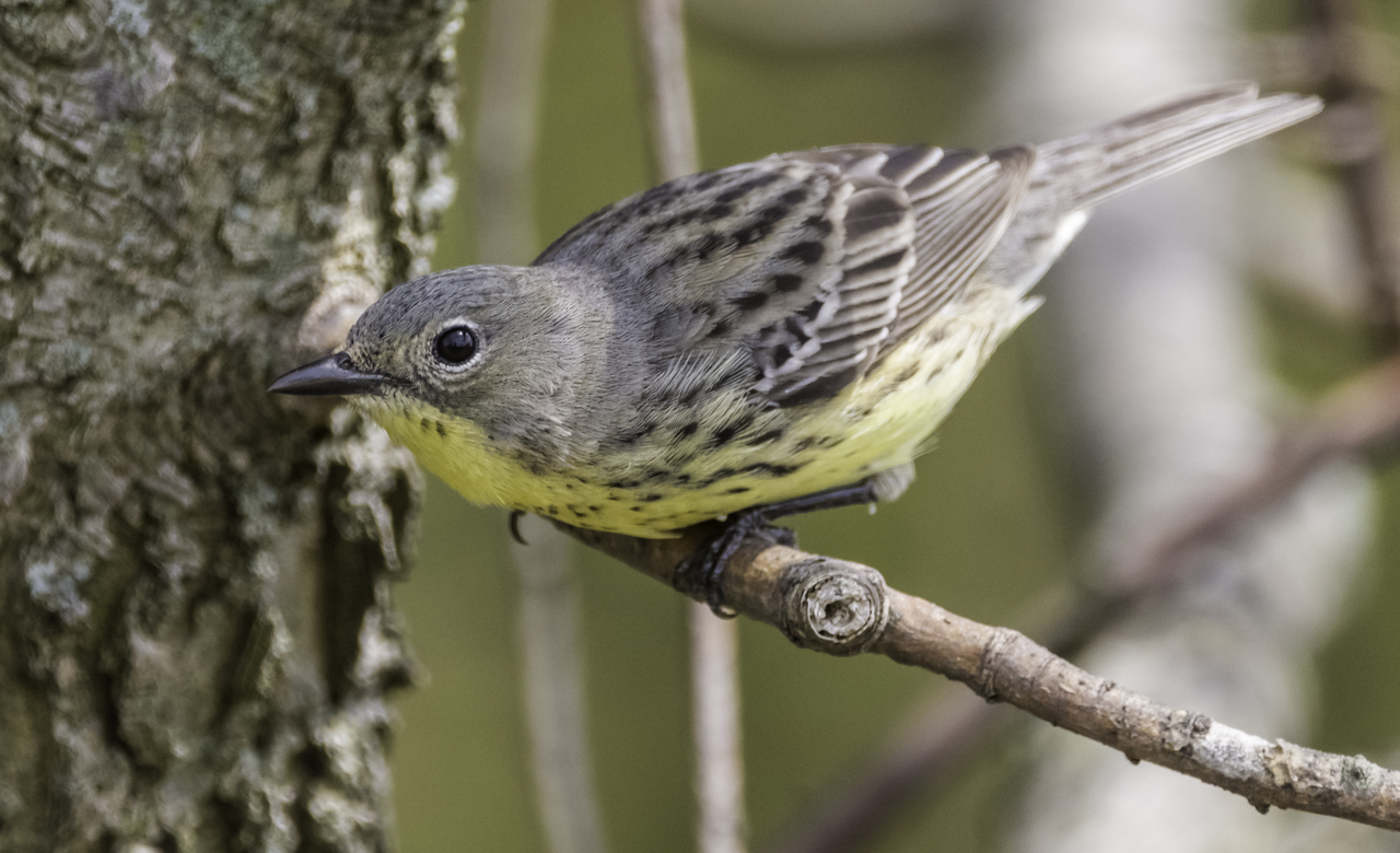 Kirtland's Warbler (Female)