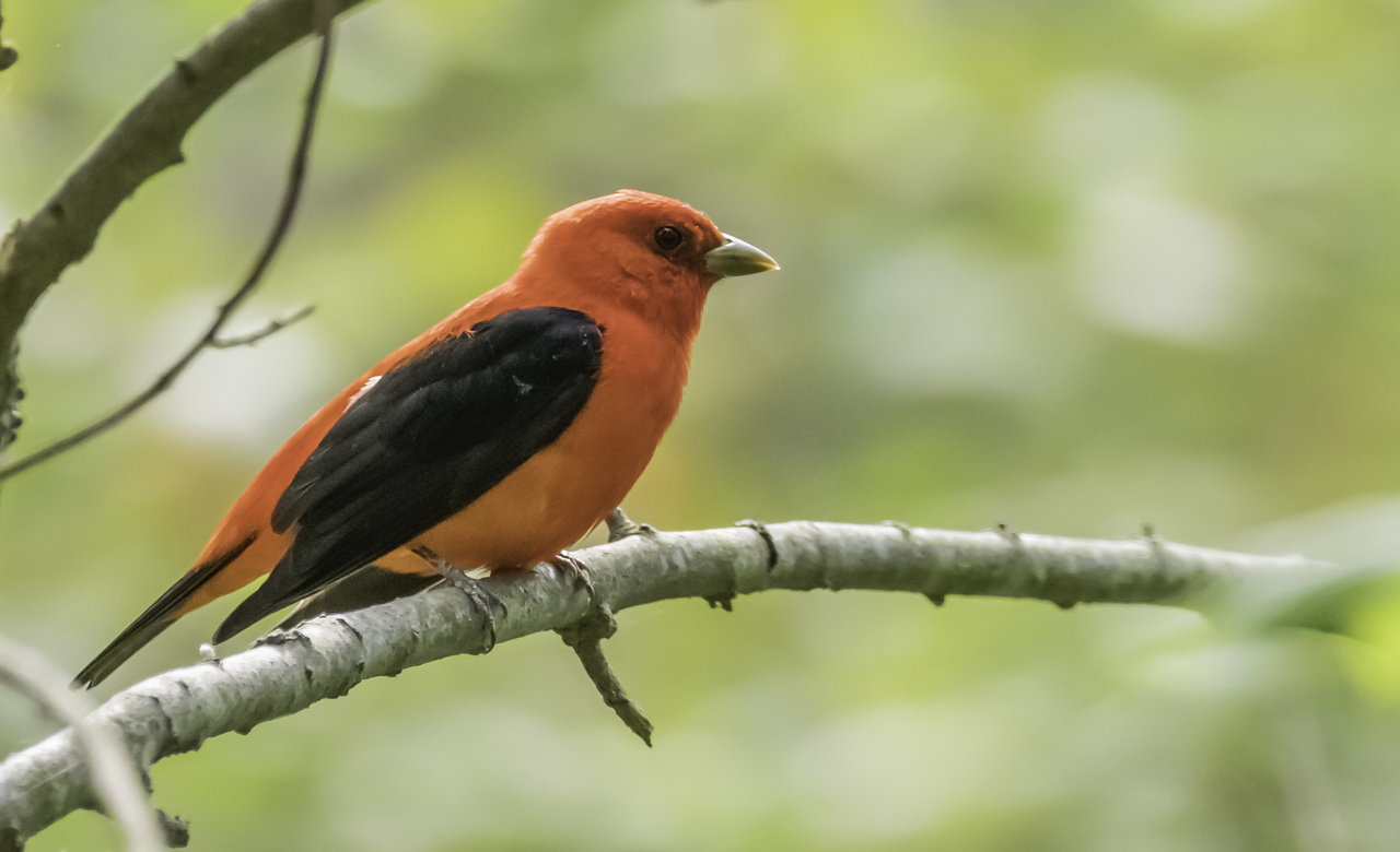 Scarlet Tanager