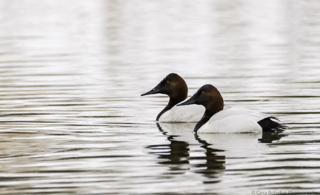 Canvasback Pair