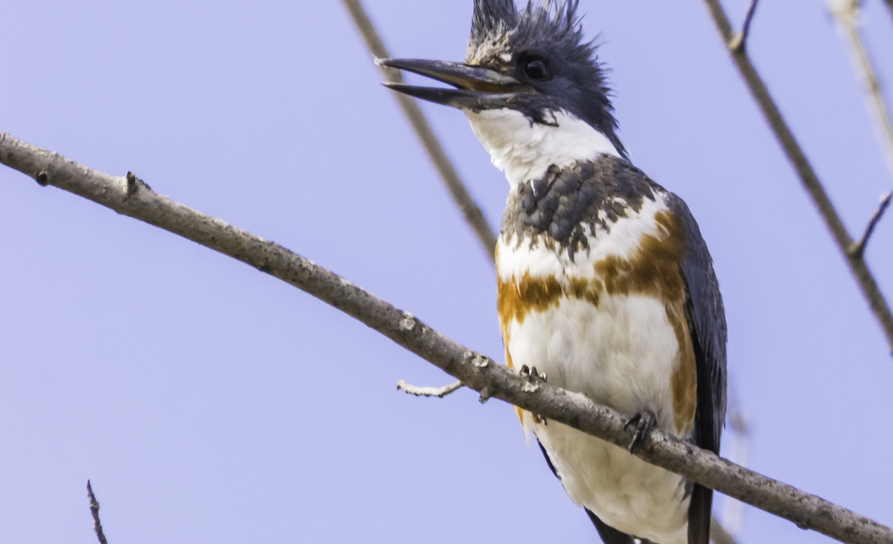 Belted Kingfisher