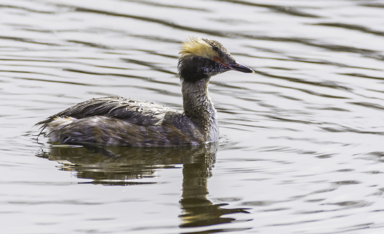 Horned Grebe