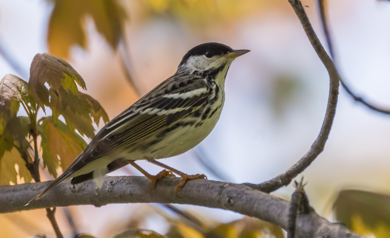 Blackpoll Warbler