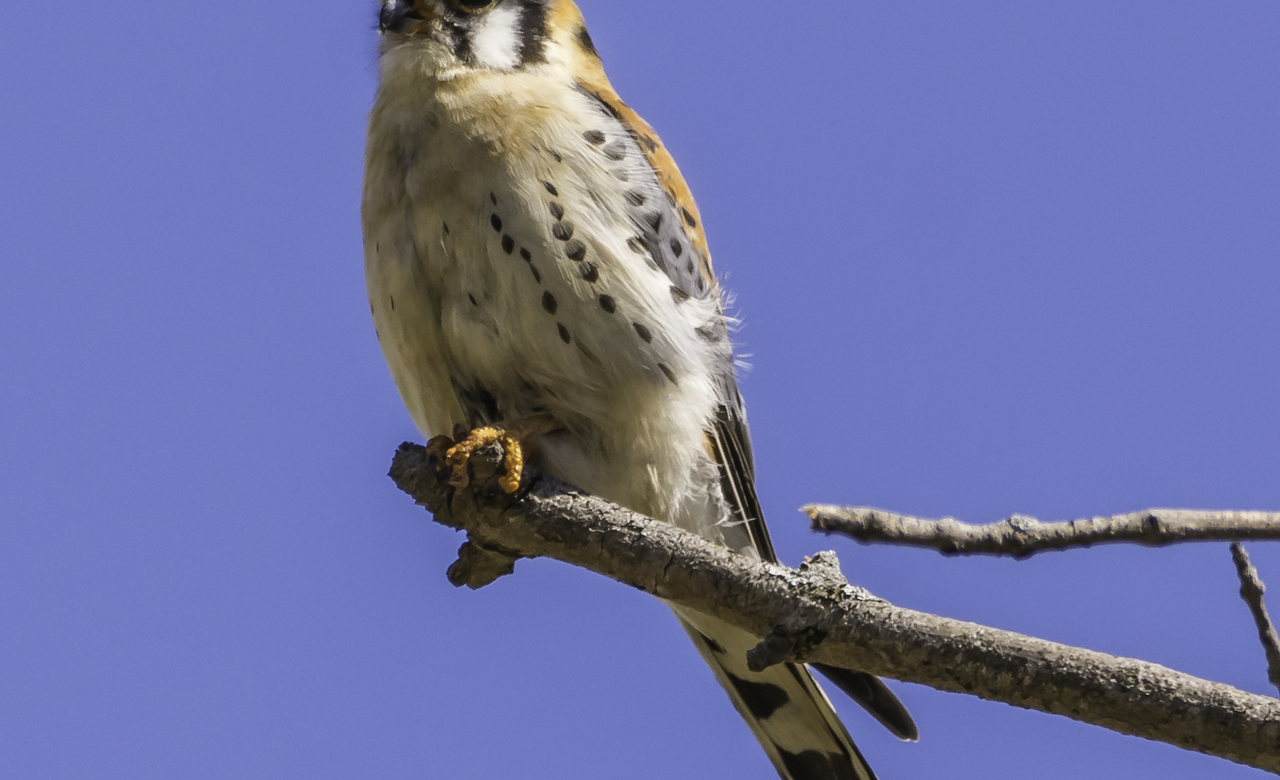 American Kestrel