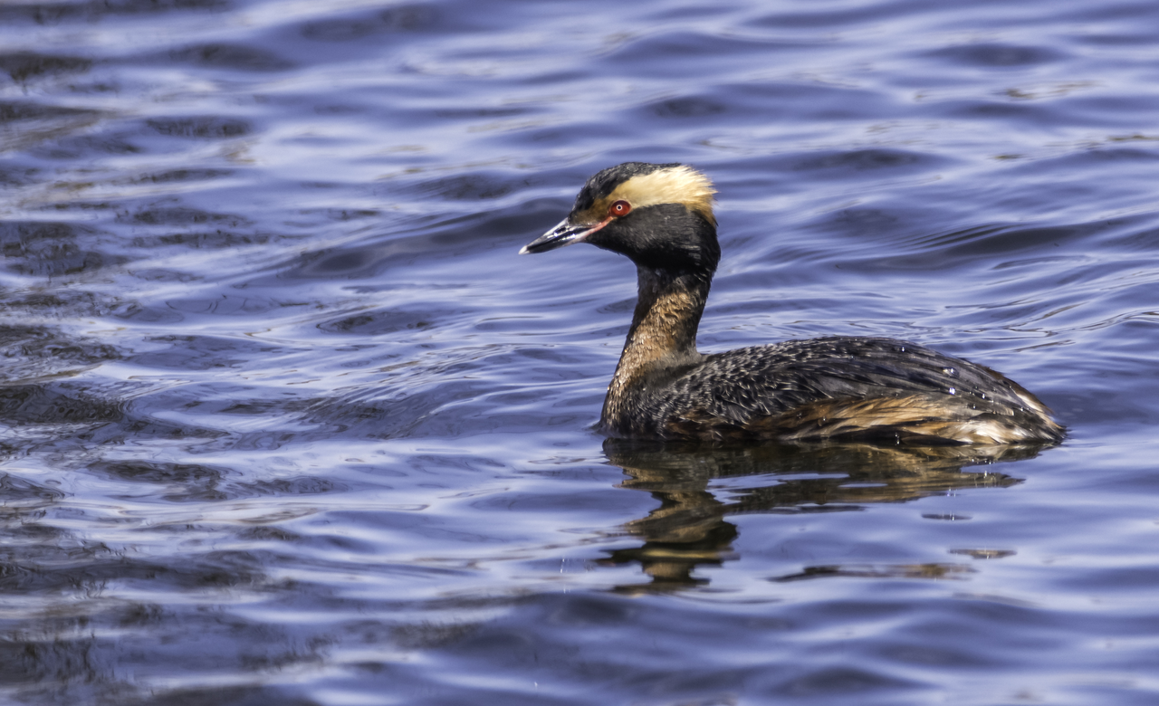 Horned Grebe