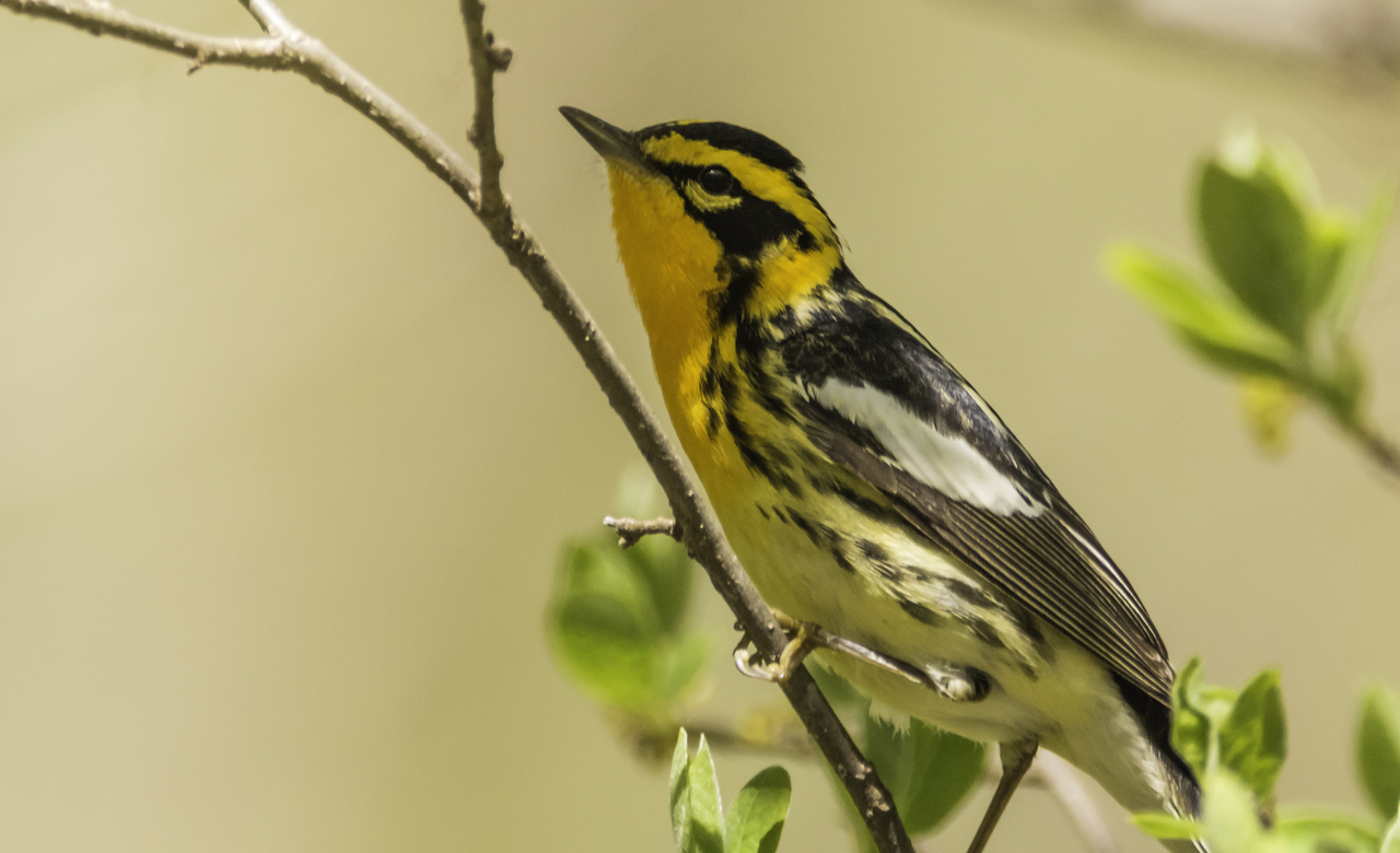 Blackburnian Warbler Portrait