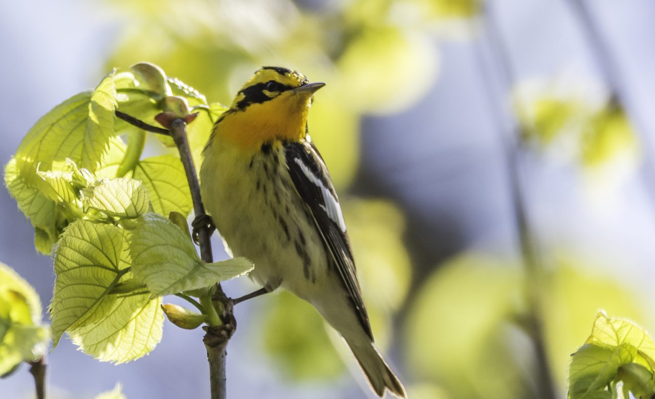 Blackburnian Warbler