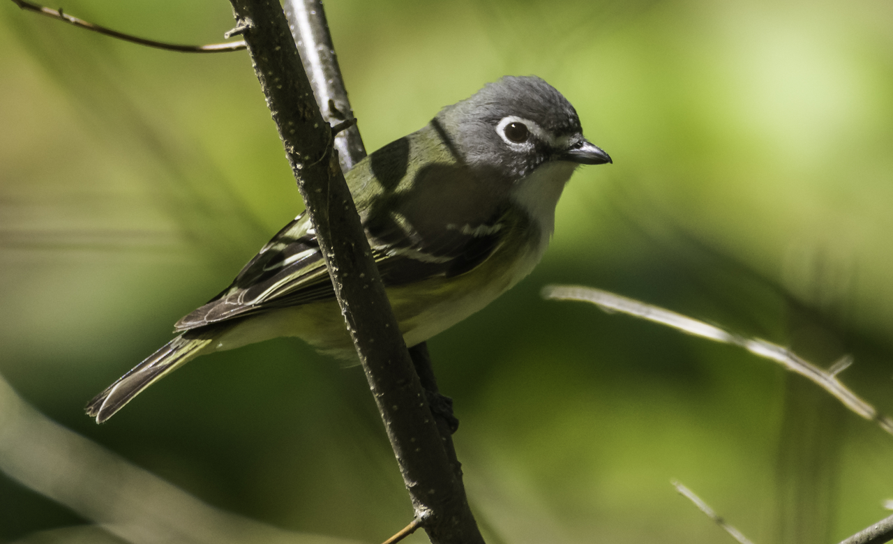 Blue-Headed Vireo