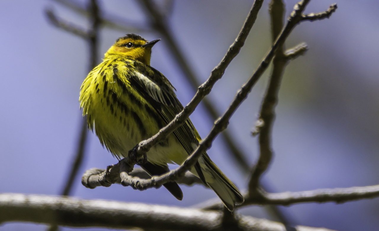 Cape May Warbler