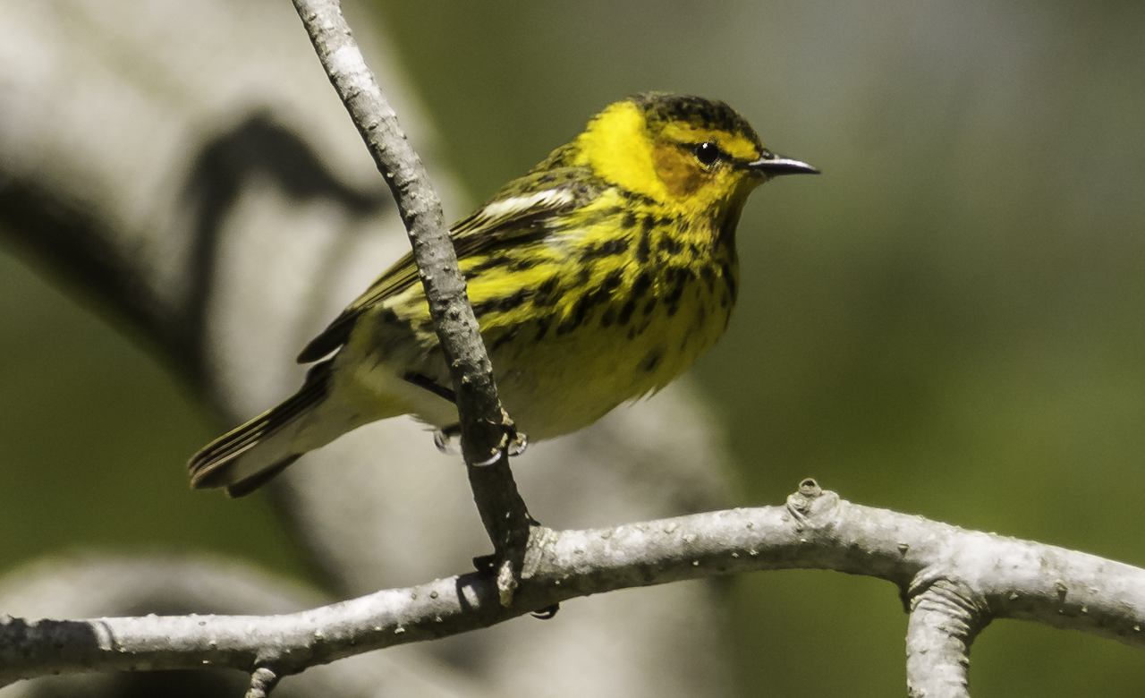 Cape May Warbler