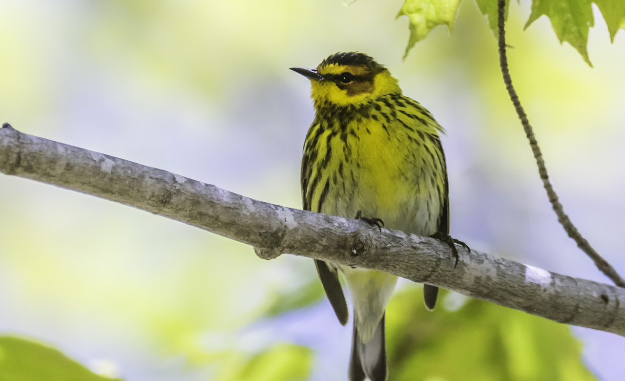 Cape May Warbler