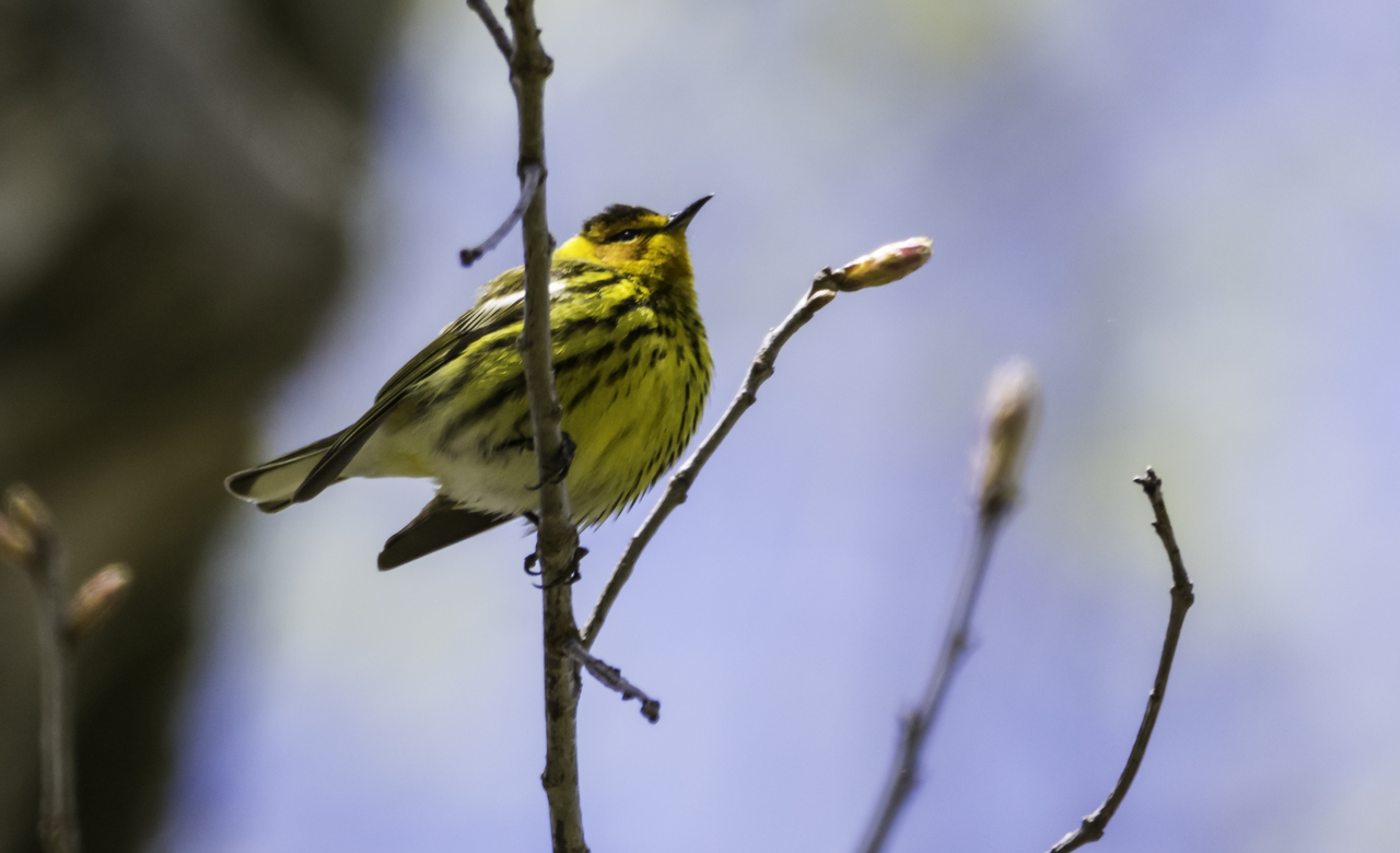 Cape May Warbler