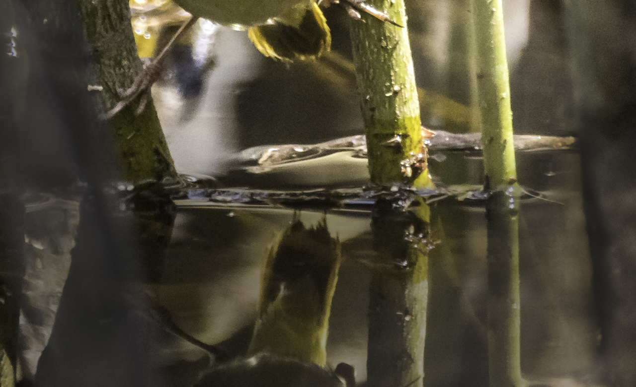 Common Yellowthroat (cropped)