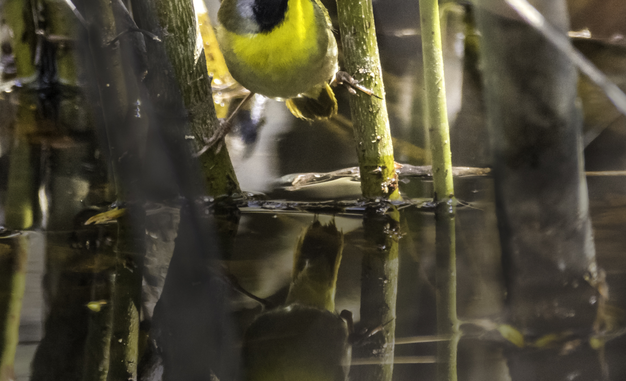 Common Yellowthroat