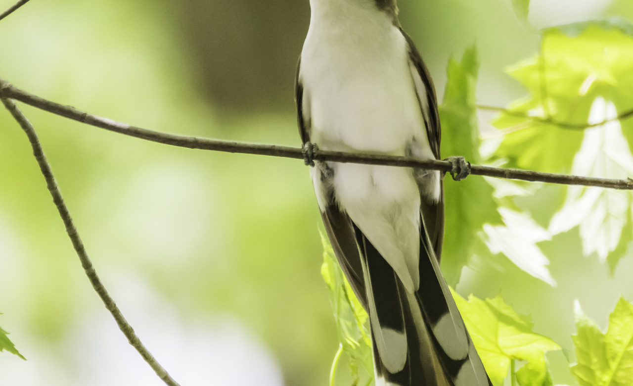 Yellow-Billed Cuckoo