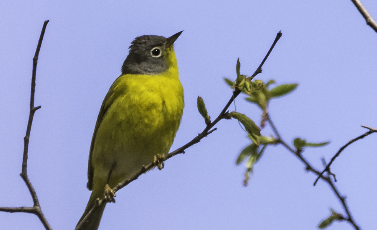 Nashville Warbler