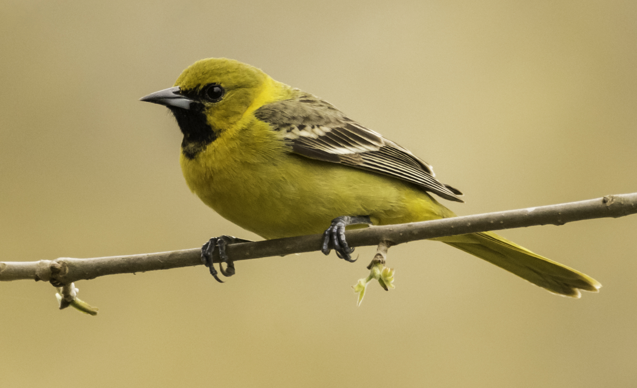 Orchard Oriole (First Year Male)