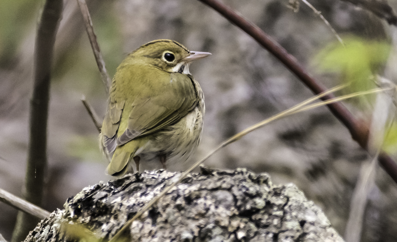 Ovenbird