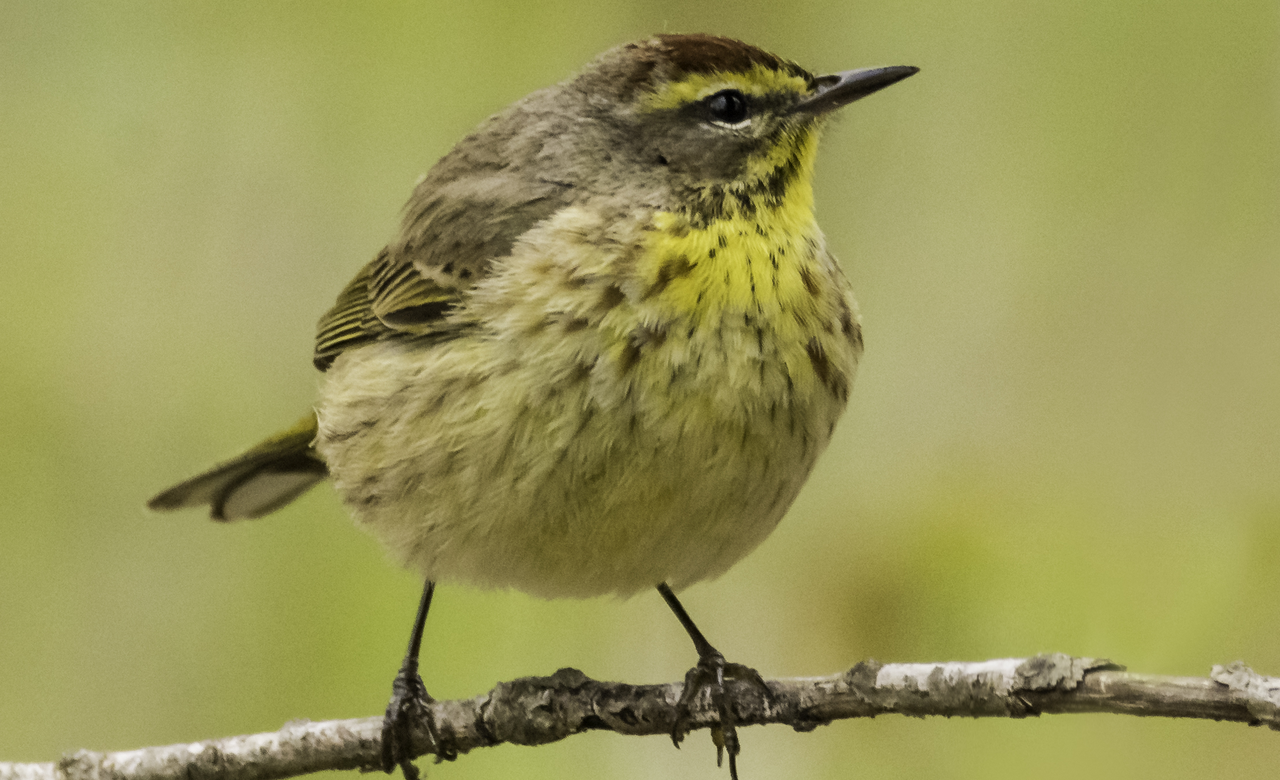 Palm Warbler