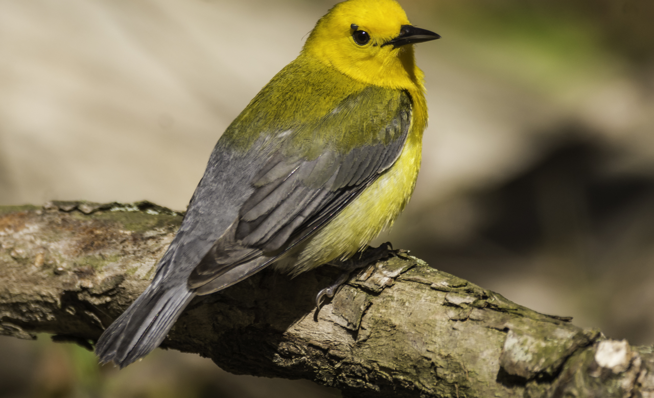 Prothonatory Warbler (with tick)