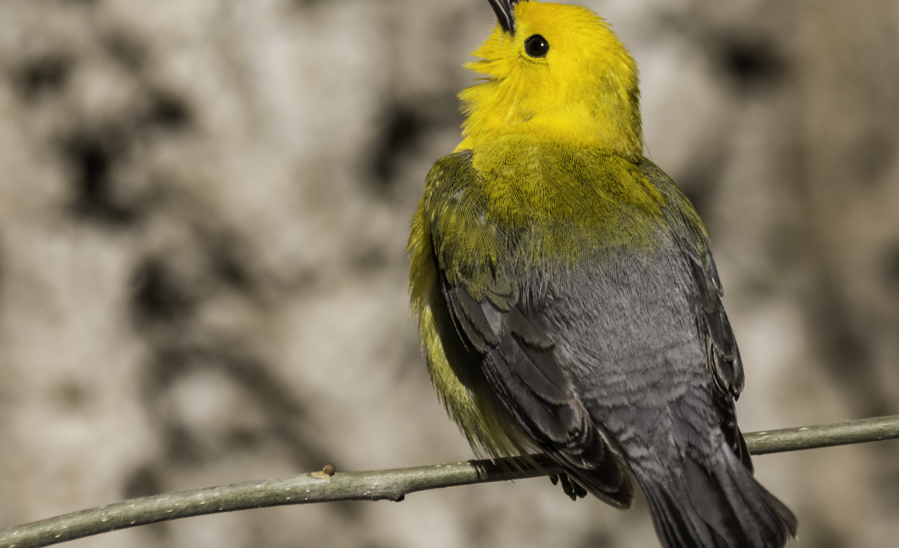 Prothonatory Warbler