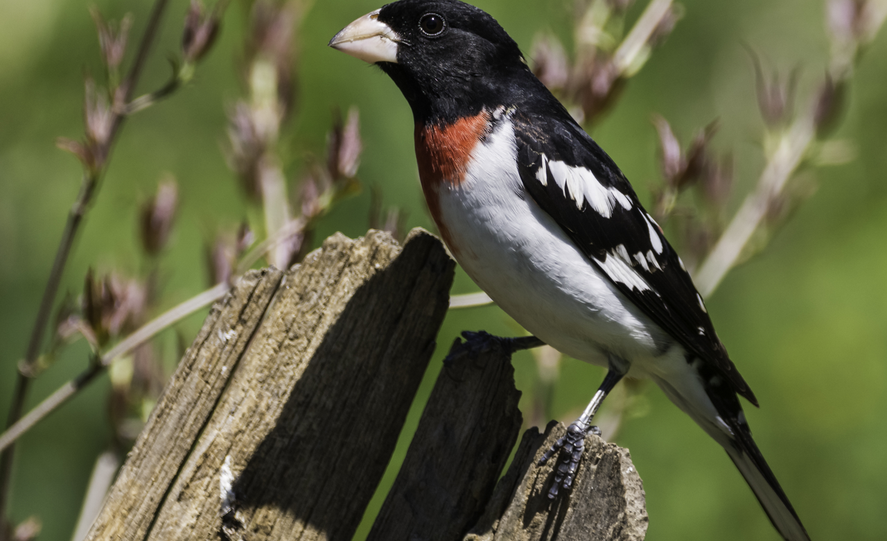 Rose-Breasted Grosbeak (Male)
